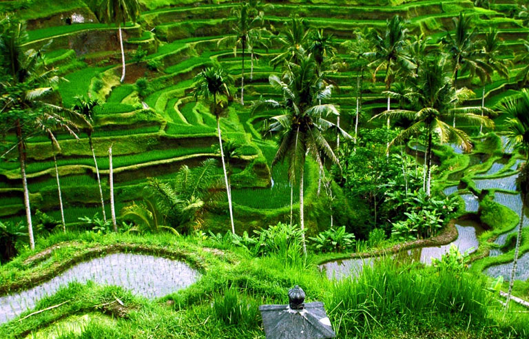 bali-gl3