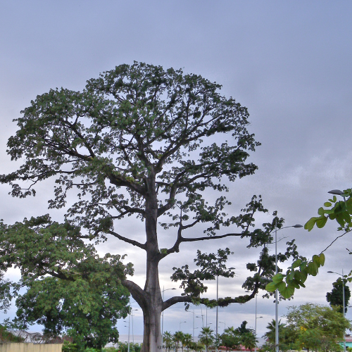 Equatorial Guinea Group Trip (3)