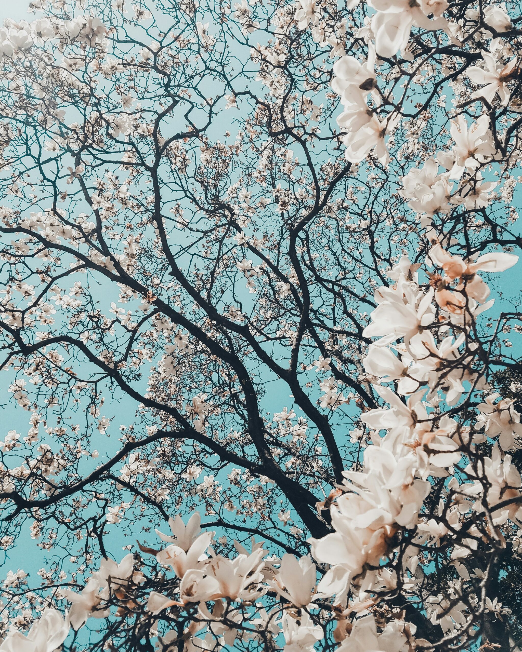 Japan Group Trip